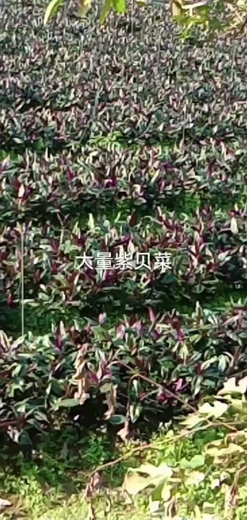 广州紫背天葵新鲜采摘 广州白云区直发蔬菜特菜优选
