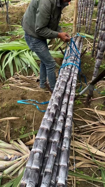 广西黑皮甘蔗，皮薄肉厚，清甜多汁
