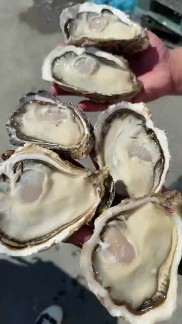 乳山市乳山牡蛎精品三倍体生蚝，产地鲜活直发