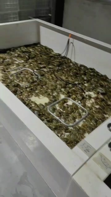 盱眙县江苏大闸蟹