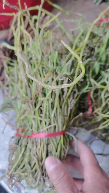百色美花石斛，广西十万大山的石斛。
