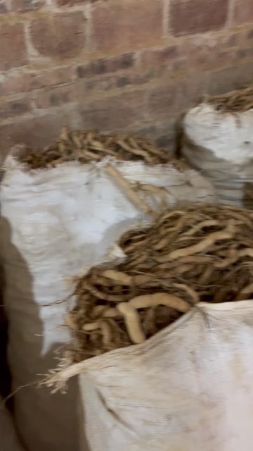 鲜巴戟 原形态药材纯香肝肾同补天然滋养
