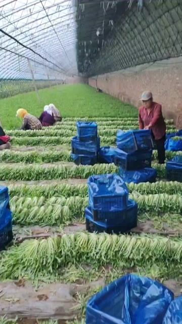 新民市新民苦菊