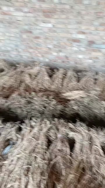 陇西县防风