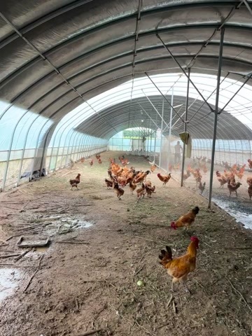 郸城县生态养殖大红公鸡，老母鸡。有需要的可以联系我