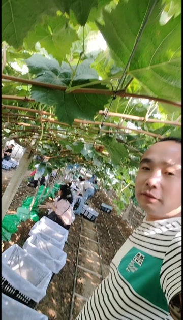 礼泉县阳光玫瑰