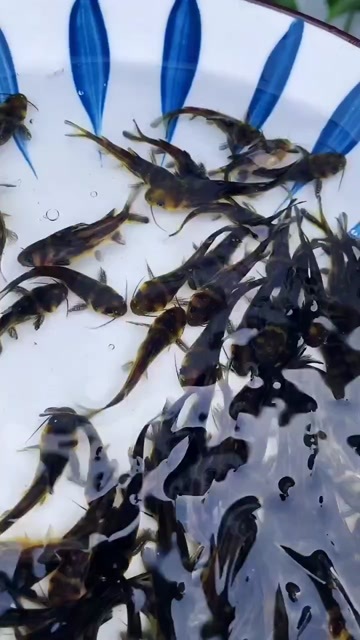 大英县黄辣丁，黄桑鱼苗规格齐全，成长周期快，抗病毒强活力，适应能力