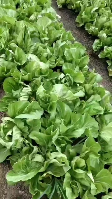 横州市芥菜大量上市