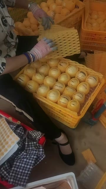 石林县人参果