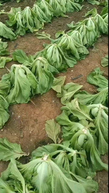 横州市芥菜开始大量上市