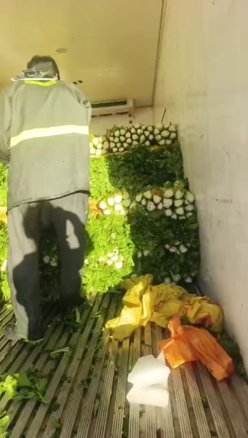 西芹大量有货