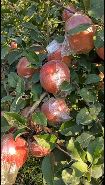 潍坊纯甜非常好吃的苹果