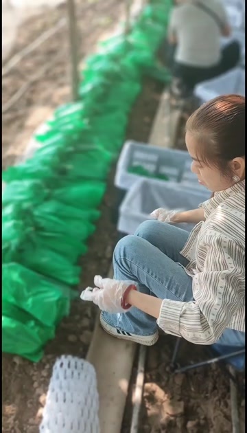 礼泉县阳光玫瑰