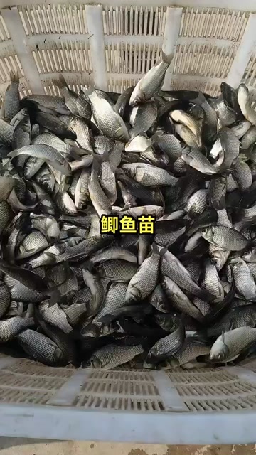 大英县鲫鱼苗，规格齐全，成长周期快，抗病毒强活力，适应能力强