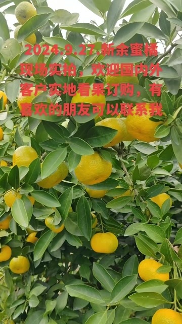 新余新余蜜橘皮薄肉厚易化渣，果面干净无疤痕，欢迎国内外朋友联系我