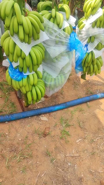香蕉大量上市欢迎咨询