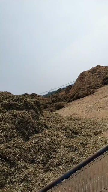 花生秧