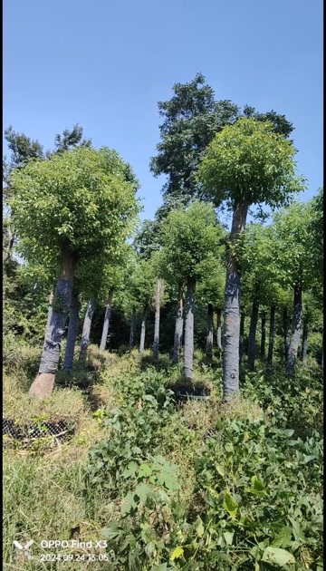益阳容器香樟