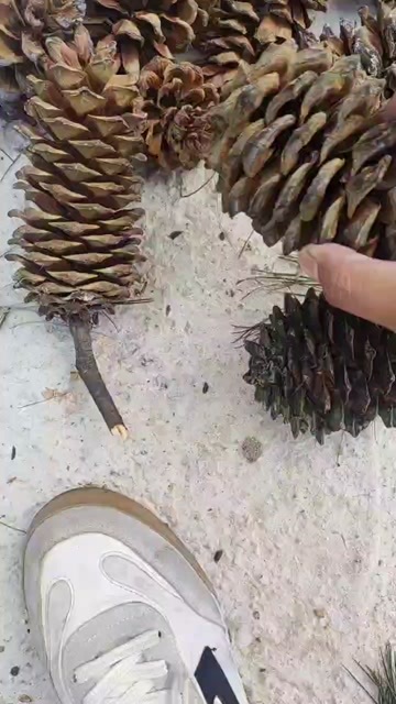 墨江县松塔  松包