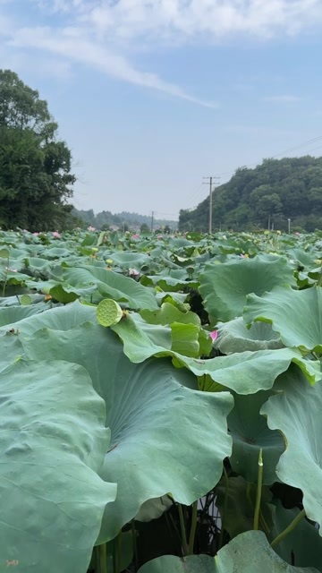 衡阳湖南衡阳青莲蓬大量出 量大价格更实惠