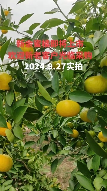 新余新余蜜橘即将上市，欢迎新老客户尽请期待实地看果