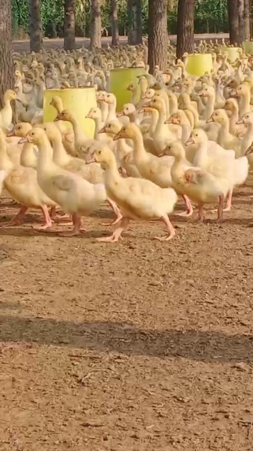 莘县四季纯大白鹅产蛋王
