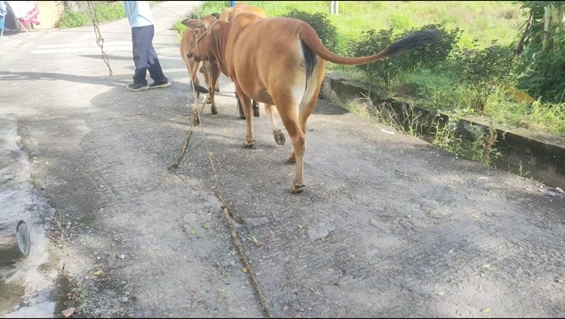 连平县土炮黄牛母女三个