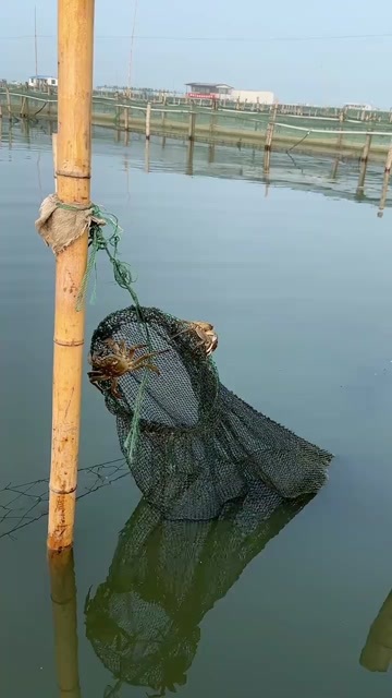 苏州大闸蟹阳澄湖镇镇大闸蟹礼盒装，亲友送礼高品质，团购一手货源