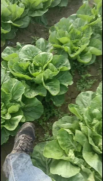 巨野县黄心大白菜