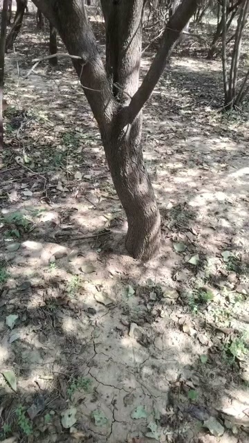 昌乐县黄栌