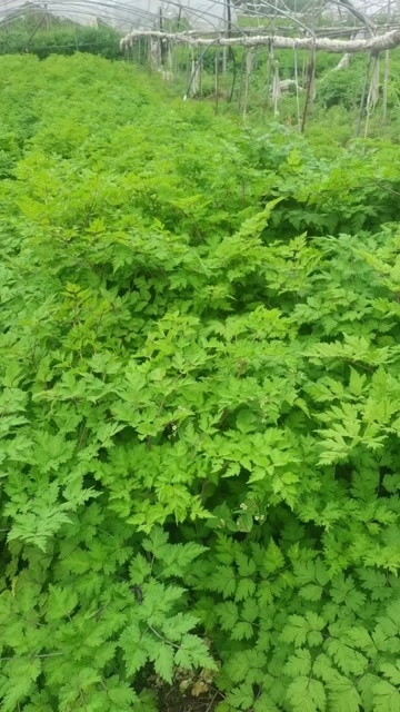 会泽县云南，药物当归