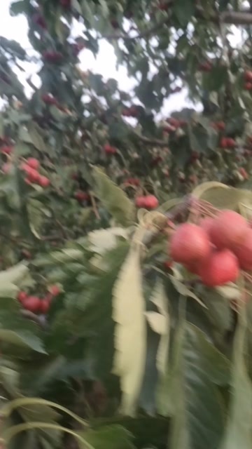 曲沃县山西曲沃大山楂