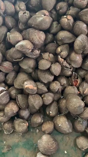 烟台赤贝肉