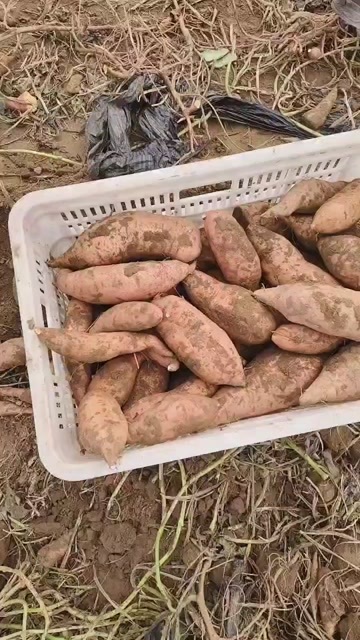 新乐市龙薯九
