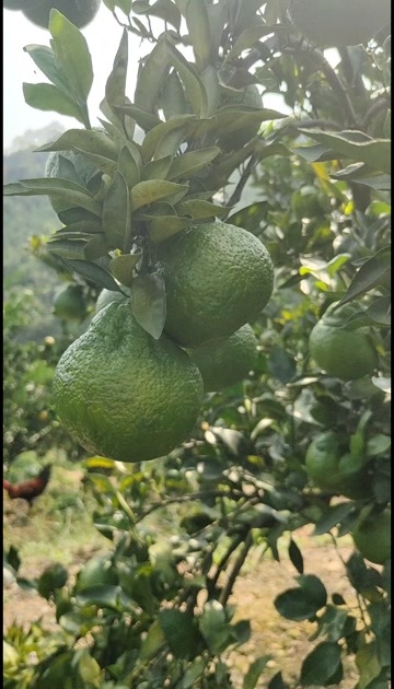 广南县高山蜜桔