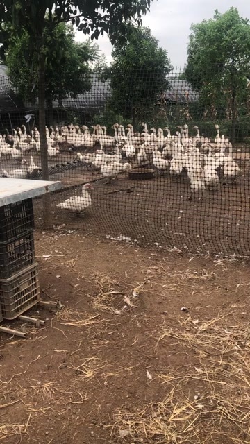 洛阳河南洛阳新鲜白鹅活禽现杀现发