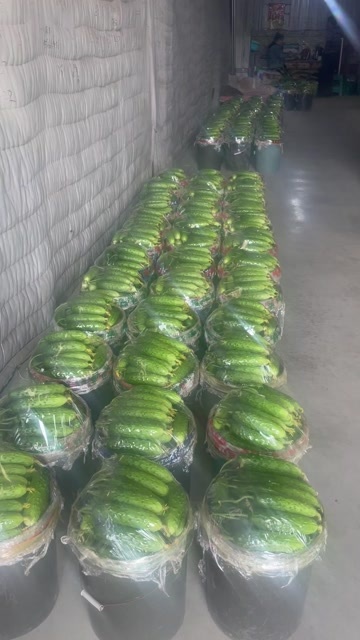 凌源市精品旱黄瓜