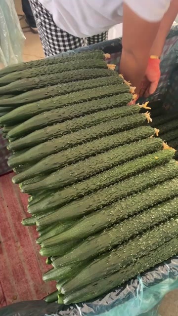 凌源市精品水黄瓜