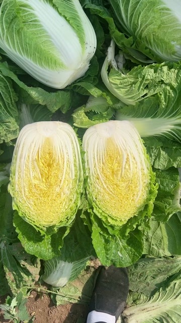公主岭市吉林黄心白菜市场菜.泡菜厂菜