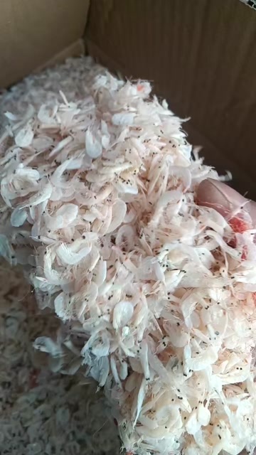 日照虾皮