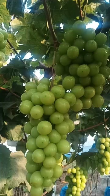 沈阳阳光玫瑰葡萄大量上市
