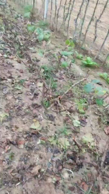宁晋县已结果3年巨峰葡萄苗，处理，最好本地要