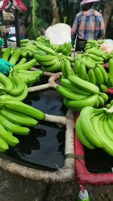 香蕉大量上市欢迎咨询