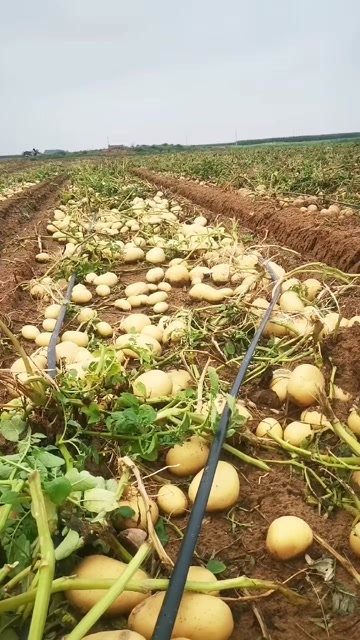 定州市土豆黄心白心沃土808西森v,七