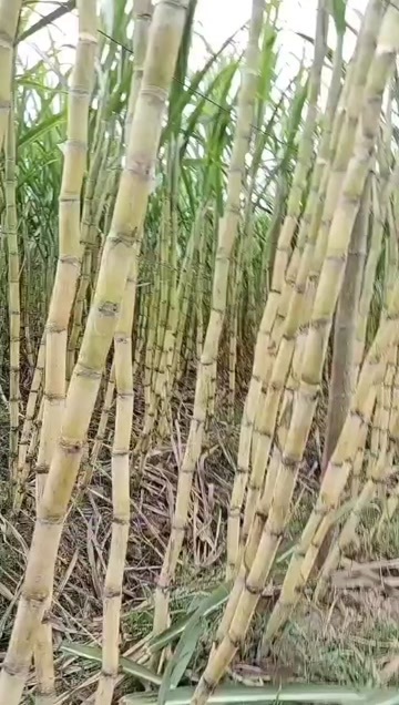 黄皮甘蔗  很甜 产地直发 自家种植