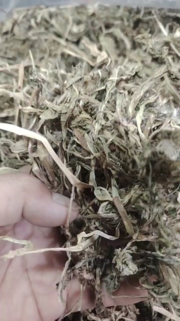 遵义蒲公英
