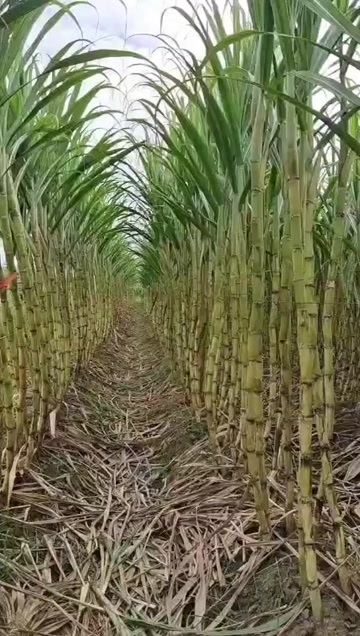 青皮甘蔗  产地直发 诚信报价