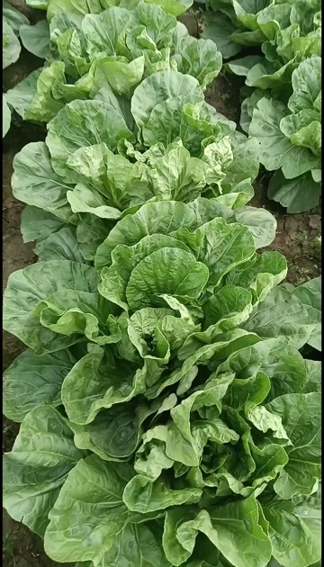 巨野县黄心大白菜