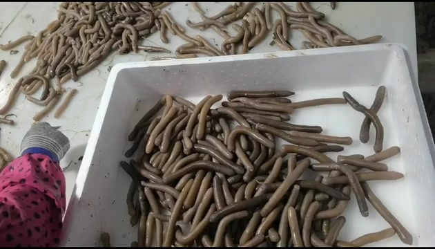 东港市沙虫分捡中