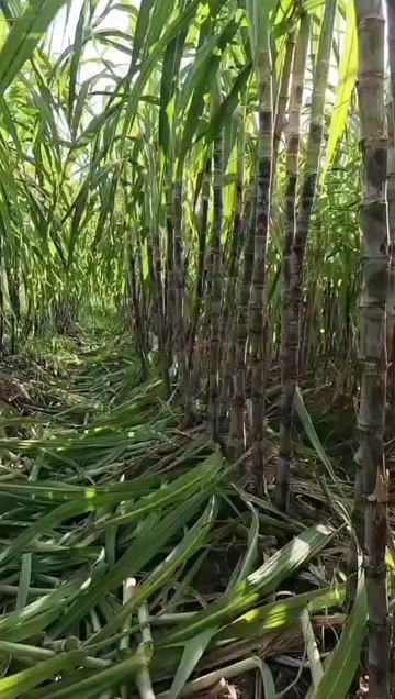 黑皮甘蔗 脆爽多汁 产地直发 量大价优